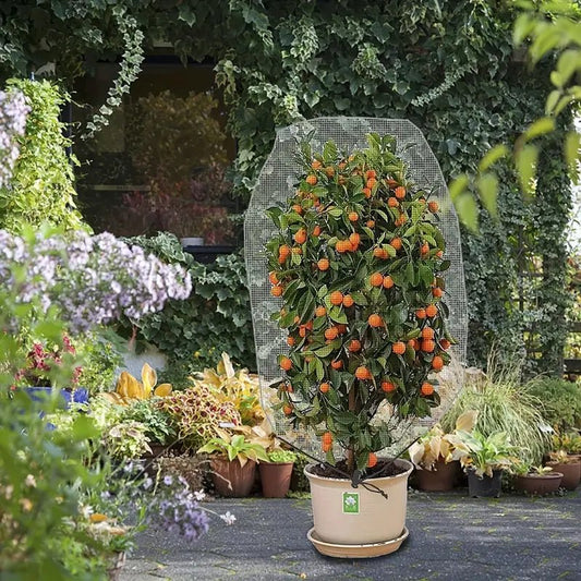 Reusable Plant Fruit Protect Drawstring Net Bag Mesh Insect Pest Barrier - Direct On Sale