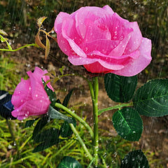 75cm Long Stemmed Garden Rose Decorative Outdoor Garden Flower Light- Solar Powered_7