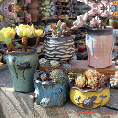 Set Of 5 Ceramic Clay Pottery Pots Succulent Flower Planter Draining Hole